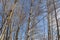 Snow on branches and trunks of poplar and birch trees in winter