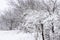 Snow on the branches. Winter View of trees covered with snow. The severity of the branches under the snow. Snowfall in nature