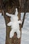 Snow Bunny on tree