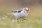 A Snow Bunting feeding.