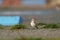 Snow Bunting feeding on seaside grassland