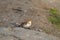 Snow Bunting feeding on seaside grassland