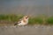 Snow Bunting feeding on seaside grassland