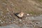 Snow Bunting feeding on seaside grassland