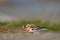 Snow Bunting feeding on seaside grassland