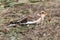 Snow Bunting In A Field