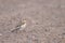 Snow bunting non-breeding female on dirt road in the winter in Crex Meadows Wildlife Area in Northern Wisconsin