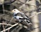 Snow bunting Photo Stock. Close-up rear profile view, perched on a tree branch with a blur background and enjoying its environment