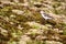 The Snow-bunting (Plectrophenax nivalis