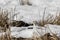 Snow bunting, Plectrophenax nivalis, sitting in snow on a field in spring