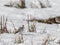 Snow bunting, Plectrophenax nivalis, sitting in snow on a field in spring