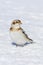 Snow bunting standing on the cold white winter ground.