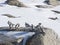 Snow buntings on a rock