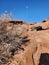 Snow bush red rock blue sky