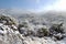 Snow on cactus