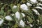 Snow on camellia leaves