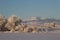 Snow Capped Longs Peak after a Winter Storm with frosted ice trees in the foreground