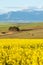 Snow capped mountain range overlooking yellow canola fields