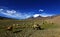 Snow capped mountains, grassland and sheeps