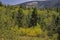 Snow capped mountains in the landscape of Yellowstone National Park.