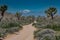 Snow Capped Mountains Loom Behind Joshua Tree Field