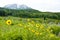 Snow capped mountains and wildflowers