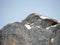 Snow-capped stone alpine peak Moor 2342 m in the Alpstein mountain range and in Appenzell Alps massif