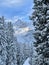 Snow-capped, sunlit Zimba in winter, framed by pine trees. Montafon, Vorarlberg, Austria.