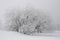 Snow-capped tree after blizzard