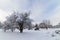 Snow Capped Trees in Iowa