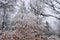 Snow on chinese silver grass in winter