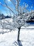 Snow clad pine tree under blue sky