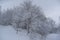 Snow Clinging to Trees