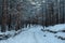 Snow-Cloaked Majesty: Sunlit Pine Forest on Chilly Day. Garciema Pludmale, Latvija