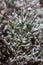 Snow collected on the leaves of a bush at Hassans Wall in Lithgow New South Wales Australia on 17th June 2018