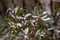 Snow collected on the leaves of a Eucalyptus gum tree at Hassans Wall in Lithgow New South Wales Australia on 17th June 2018