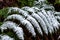 Snow collected on the leaves of a fern tree at Hassans Wall in L