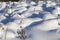 snow cover the grass and dry plants