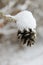 Snow Covered Acorn hanging from Branch