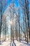 The snow-covered aspen grove