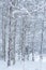 Snow Covered Aspen Trees - Canadian Winter Landscapes