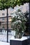 Snow-covered bamboo near the door of a street cafe