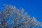 snow covered bare foliar tree branches on clear blue sky background with direct sunlight