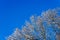snow covered bare foliar tree branches on clear blue sky background with direct sunlight