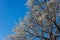 snow covered bare foliar tree branches on clear blue sky background with direct sunlight
