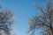 snow covered bare foliar tree branches on clear blue sky background with direct sunlight