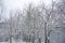 Snow-covered bare fruit trees on a cloudy day