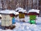 Snow covered bee hives in Romania