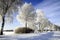 Snow covered birch trees