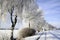 Snow covered birch trees